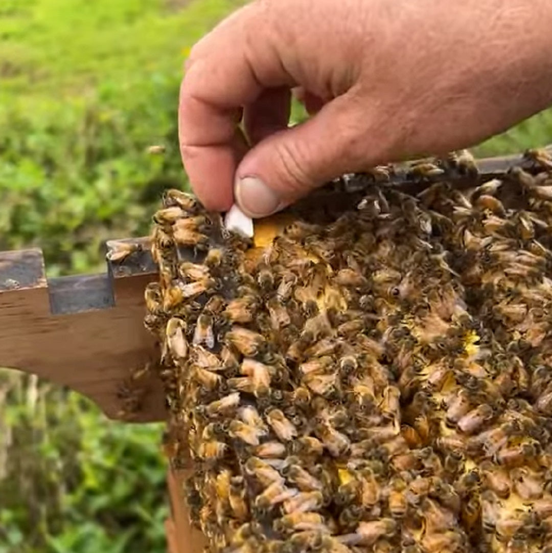 How To Attract A Swarm Of Honey Bees To Your Hive (The Easy Way) - Revive A  Bee