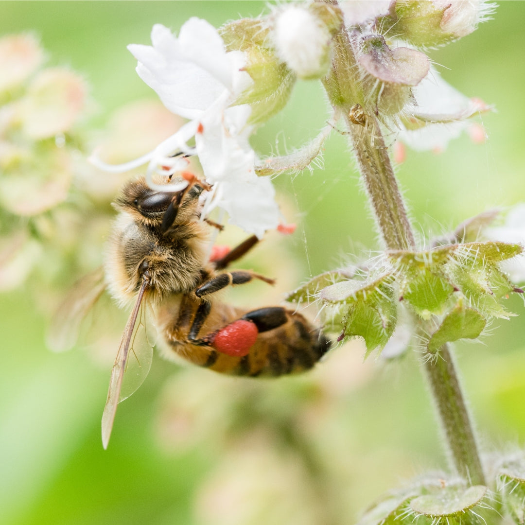 Busy Bees